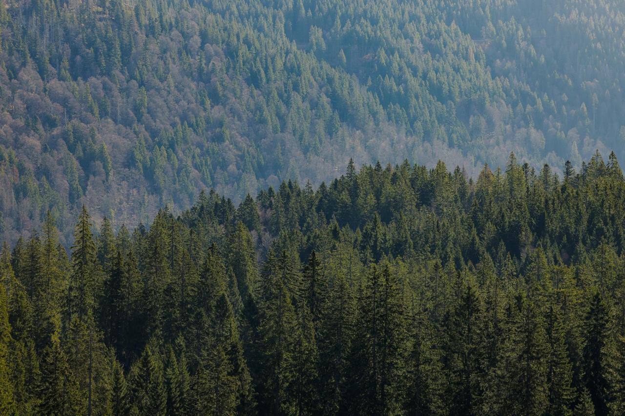 Feldberg Ausflugsziele Kinder Familien-Erlebnisse Feldberg Ausflugsziele Kinder Familien-Erlebnisse